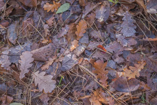 Podzim Lese Zlatý Podsvícené Večerní Světlo Podzimní Texturální Pozadí Bokeh — Stock fotografie