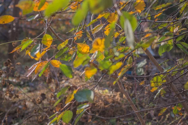 Automne Est Doré Dans Forêt Lumière Soir Rétro Éclairée Fond — Photo