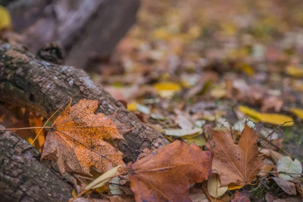 Podzim Lese Zlatý Podsvícené Večerní Světlo Podzimní Texturální Pozadí Bokeh — Stock fotografie