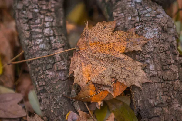 가을은 황금빛이다 백라이트 구조적 배경을 가지고 — 스톡 사진