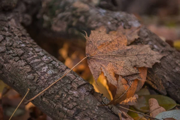 Podzim Lese Zlatý Podsvícené Večerní Světlo Podzimní Texturální Pozadí Bokeh — Stock fotografie