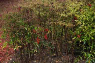 Çalıların üzerinde kırmızı küçük meyveler. Orman manzarası.