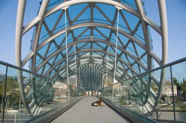 Pont Verre Traversant Rivière Dans Style Moderne Chien Repos — Photo