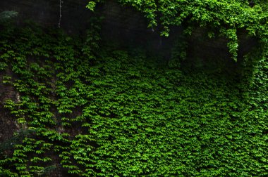 Antik etnik balkon lianalarla kaplanmış.. 