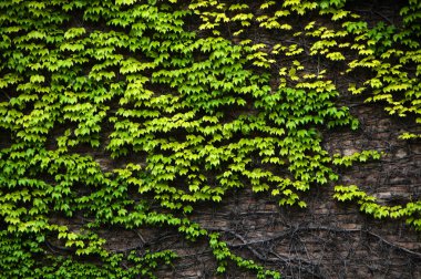 Yeşil lianayla kaplı taş duvar..