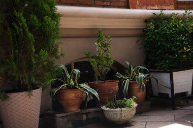 Duvarda çeşitli saksı çiçekleri var.. 