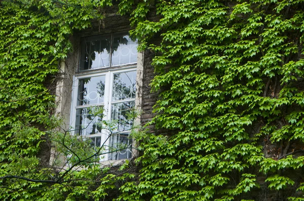 Een Muur Begroeid Met Lianen Een Mooi Raam — Stockfoto