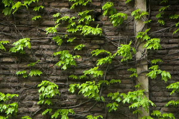 Kamienny Mur Porośnięty Zieloną Lianą — Zdjęcie stockowe