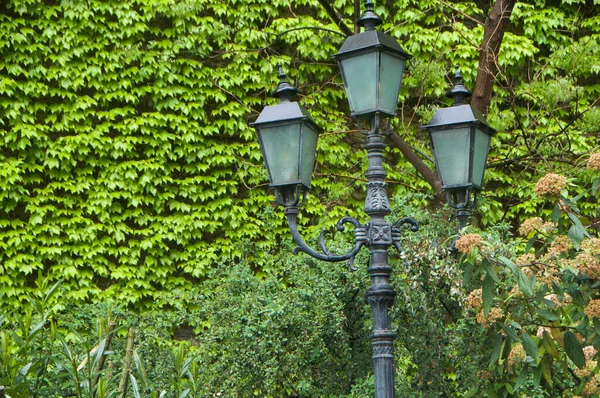 Wall Overgrown Vines Beautiful Lantern — Stock Photo, Image