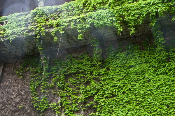 Antiga Varanda Étnica Coberta Lianas — Fotografia de Stock