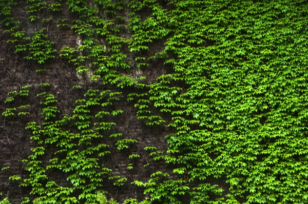 Parede Pedra Coberta Com Liana Verde — Fotografia de Stock