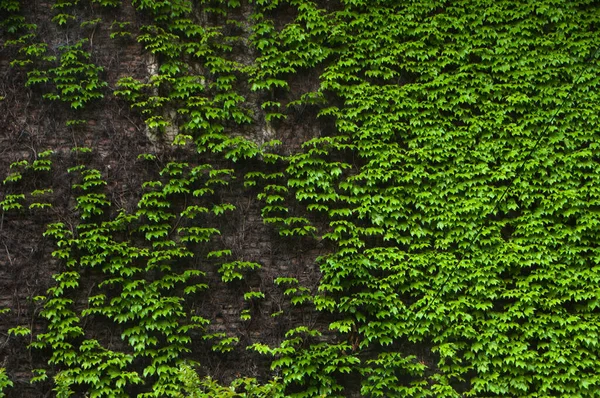Kamenná Zeď Zarostlá Zelenou Lianou — Stock fotografie