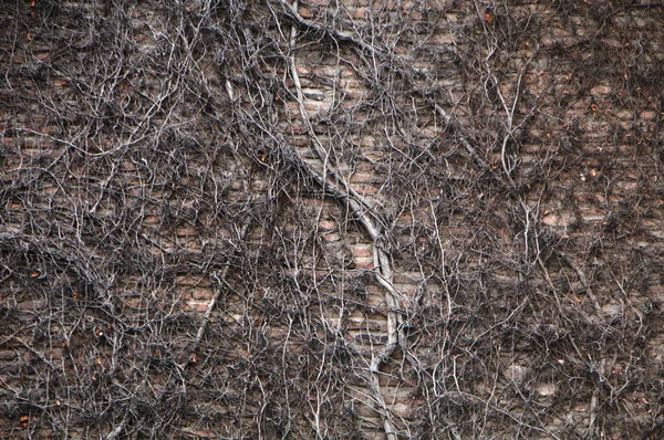 クリーパーの根は石の壁を飾りました 美しい質感の背景 — ストック写真
