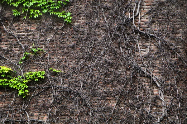 Die Wurzeln Der Schlingpflanze Flochten Die Steinmauer Schöne Textur Hintergrund — Stockfoto