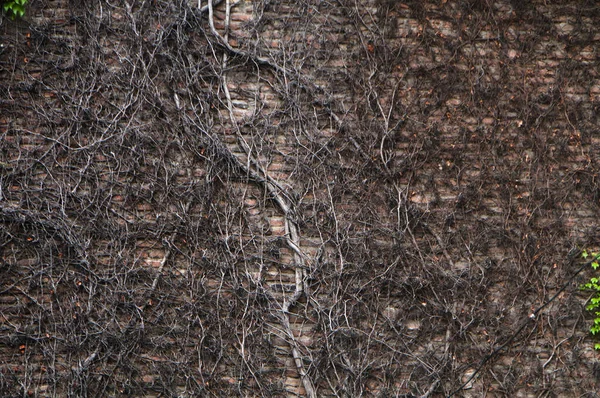 クリーパーの根は石の壁を飾りました 美しい質感の背景 — ストック写真