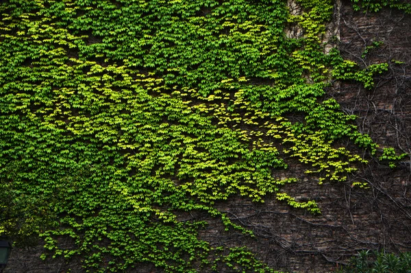 Stenen Muur Begroeid Met Groene Liaan — Stockfoto