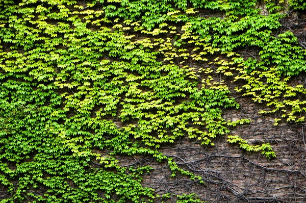 Parede Pedra Coberta Com Liana Verde — Fotografia de Stock
