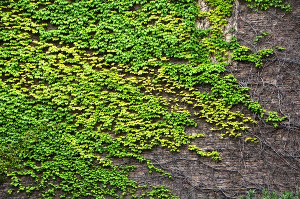 Πέτρινος Τοίχος Κατάφυτος Πράσινη Λιάνα — Φωτογραφία Αρχείου