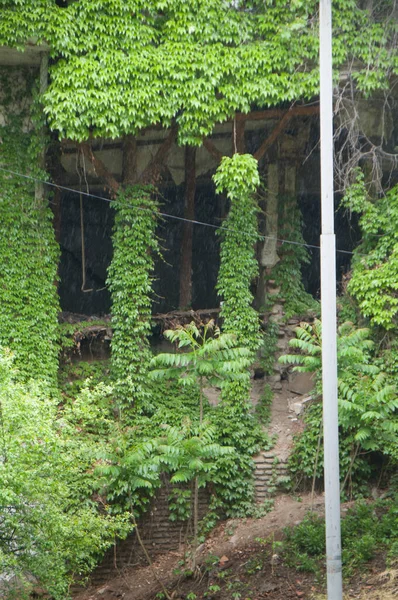 Starożytny Balkon Etniczny Porośnięty Lianami — Zdjęcie stockowe