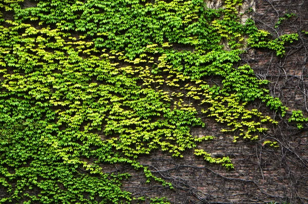 Steinmauer Mit Grünen Lianen Bewachsen — Stockfoto