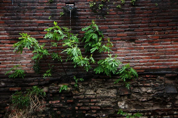 Plantas Exóticas Paredes Antigas Fotos Autênticas Tbilisi — Fotografia de Stock