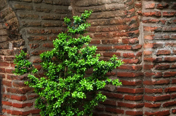 异国的植物和古老的城墙第比利斯的真实照片 — 图库照片