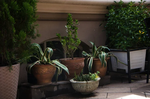 Duvarda çeşitli saksı çiçekleri var.. 