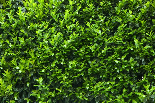 Arkadaki yeşil çalı. alçak tuş