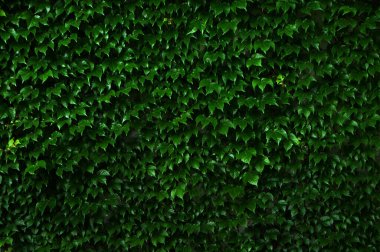 Yeşil lianayla kaplanmış ve güzel bir doku oluşturan bir duvar. Ivy arkaplanı.