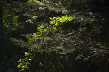 Arkadaki yeşil çalı. alçak tuş