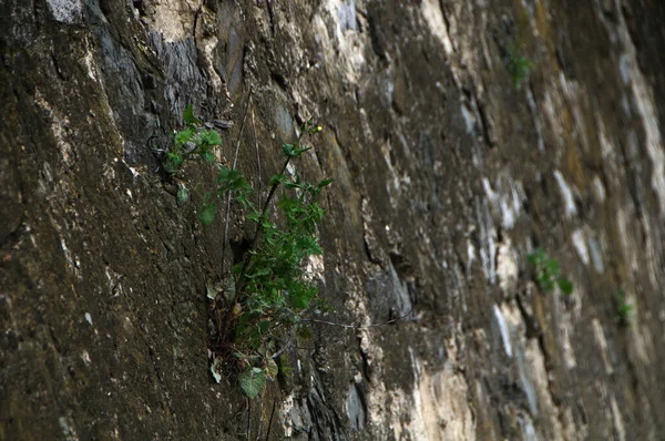 Árvore Crescendo Parede Pedra — Fotografia de Stock