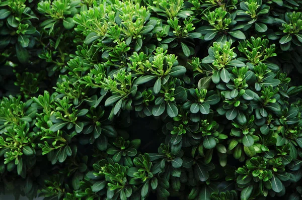Arbusto Verde Luz Fundo Tecla Baixa — Fotografia de Stock