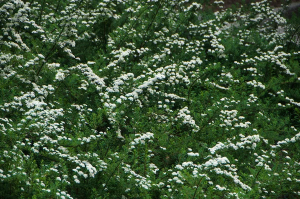 Arbusto Verde Luz Fundo Tecla Baixa — Fotografia de Stock