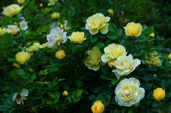 Blommande Gula Rosenbuskar Härlig Växt Bakgrund — Stockfoto