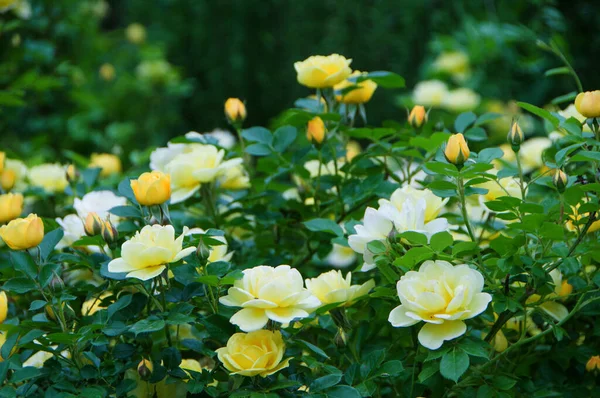 盛开的黄色玫瑰丛 美丽的植物背景 — 图库照片
