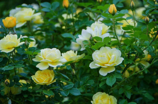 Blühende Gelbe Rosensträucher Schöner Pflanzenhintergrund — Stockfoto