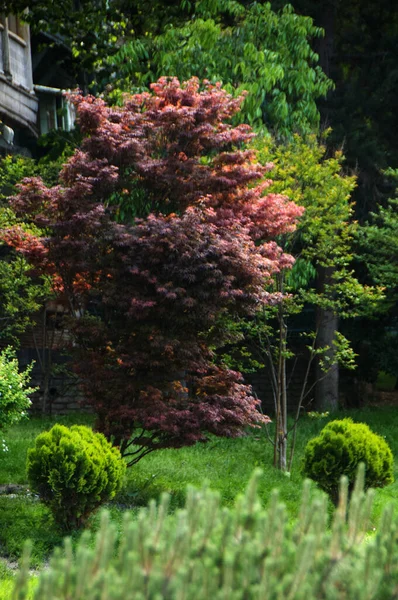 Паркові Рослини Красивою Топіарною Стрижкою — стокове фото