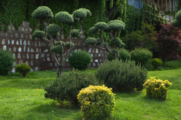 Park Plants Beautiful Topiary Haircut — Stock Photo, Image