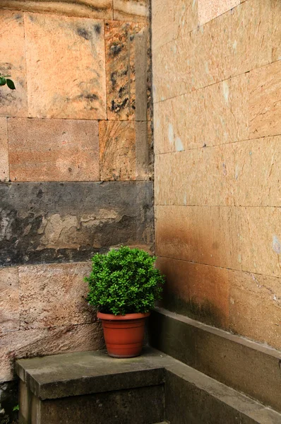 Pianta Una Pentola Sullo Sfondo Vecchio Muro Pietra — Foto Stock
