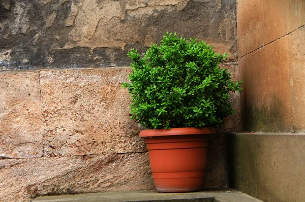Roślina Garnku Tle Starego Kamiennego Muru — Zdjęcie stockowe