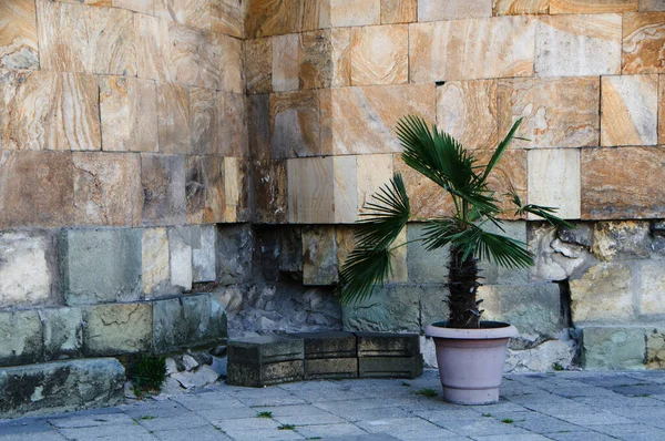 Plant Pot Background Old Stone Wall — Stock Photo, Image
