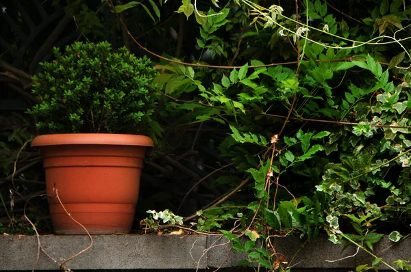 Uma Parede Coberta Com Várias Plantas Selva Meu Quintal — Fotografia de Stock
