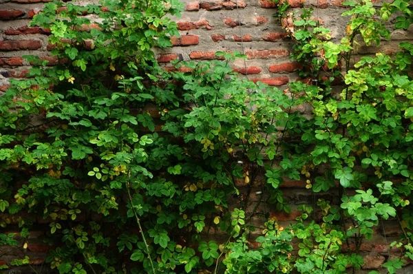 Uma Parede Coberta Com Várias Plantas Selva Meu Quintal — Fotografia de Stock