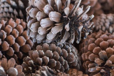 Çam kozalaklarının arkaplan dokusu kapat.