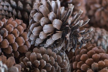 Çam kozalaklarının arkaplan dokusu kapat.