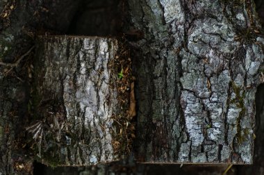 Testereli ağaç gövdelerinin arka plan dokusu kapanıyor..