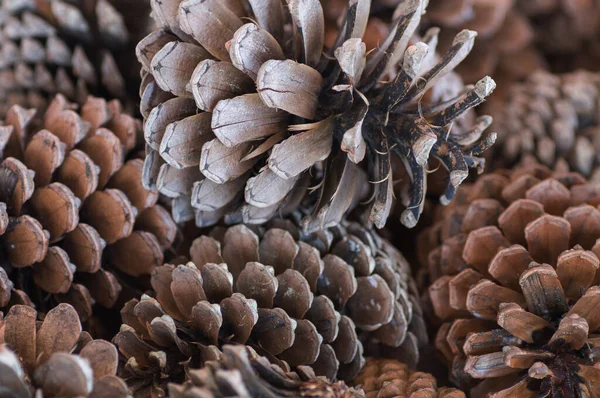 Çam kozalaklarının arkaplan dokusu kapat.