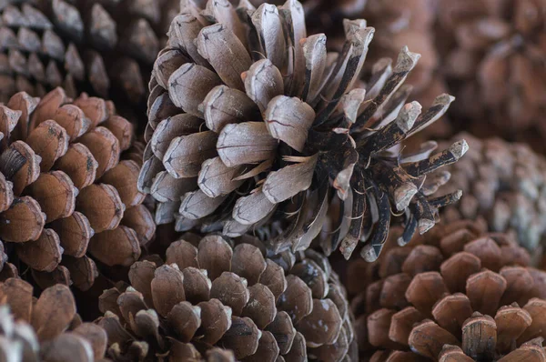 Çam kozalaklarının arkaplan dokusu kapat.