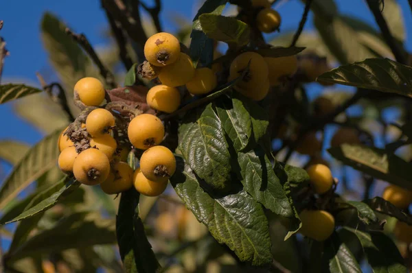 Frutos Maduros Cuelgan Árbol Mespilus — Foto de Stock