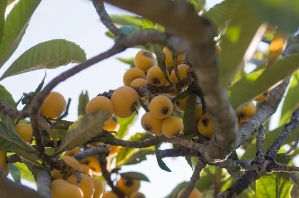 Спелые Плоды Медлара Висят Дереве Mespilus — стоковое фото